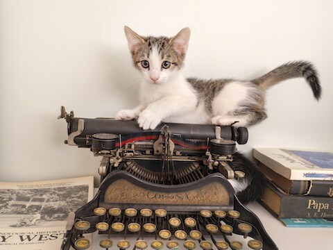 HemingwayKeyWestCat-t-1